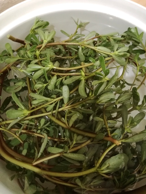 Erba porcellana